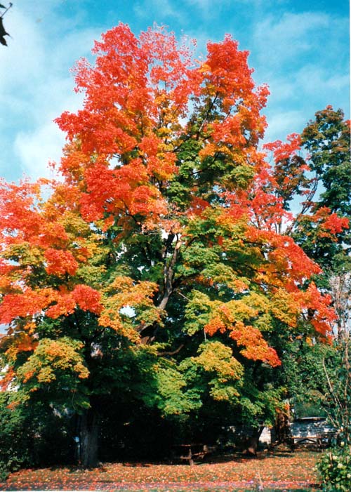 Sugar Maple