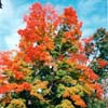 Sugar Maple