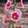 Hollyhock