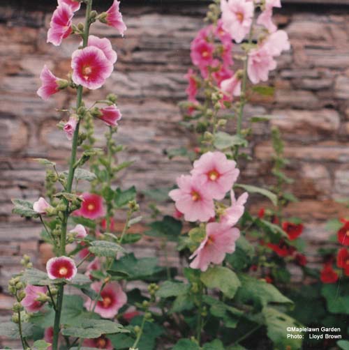 Hollyhock