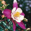 Aquilegia