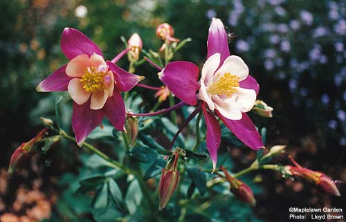 Aquilegia