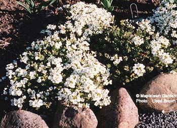 Rock Cress