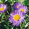 Alpine Aster