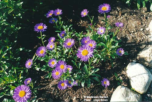 Alpine Aster