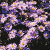 Aster