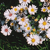 Aster