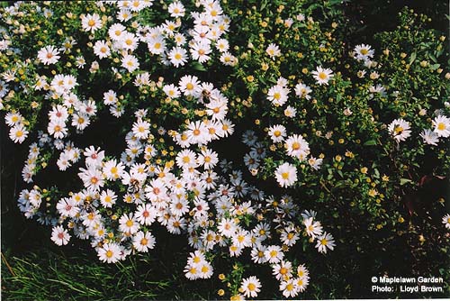 White Aster