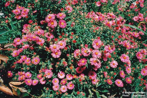 Michaelmas Daisy