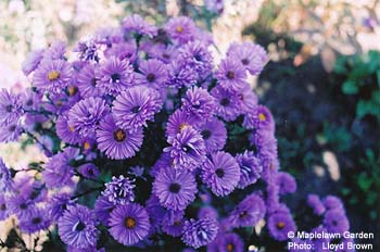 Aster novi-belgii 