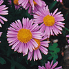 Aster novi-belgii 