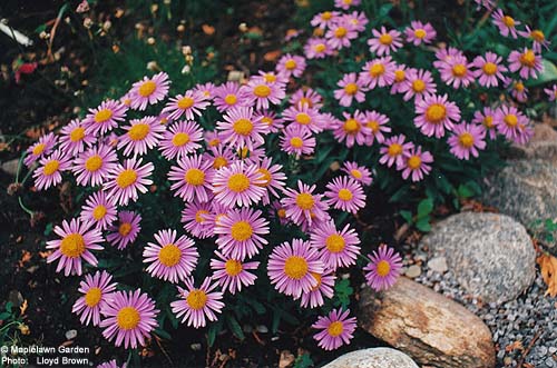 Aster novi-belgii 