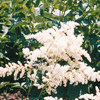 Astilbe    arendsii