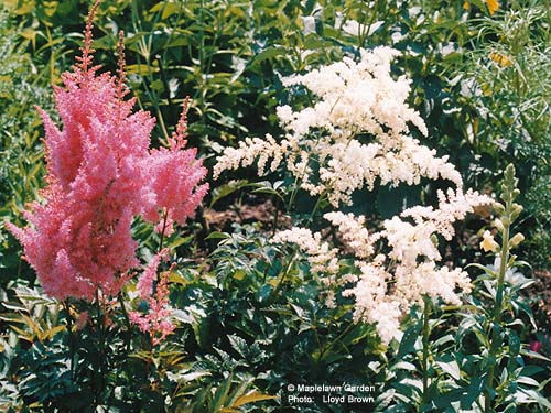 Astilbe arendsii