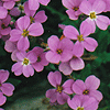 Aubretia