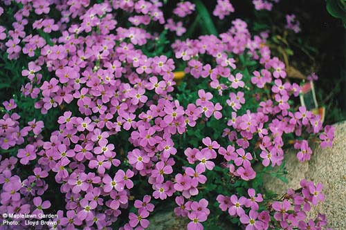 False Rock Cress