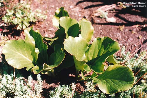 Bergenia