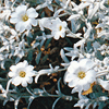 Cerastium tomentosum 