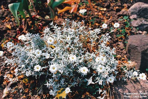 Cerastium tomentosum 