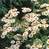 Chrysanthemum parthenium