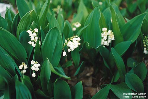 Convallaria majalis