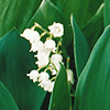 Convallaria majalis