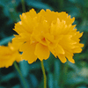 Coreopsis lanceolata