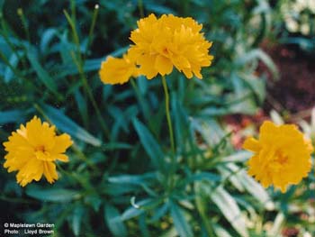 Coreopsis lanceolata