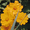 Coreopsis lanceolata