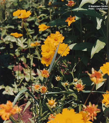 Coreopsis lanceolata