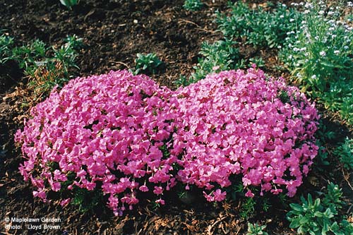 Dianthus gratianopolitanus