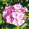 Dianthus barbatus 