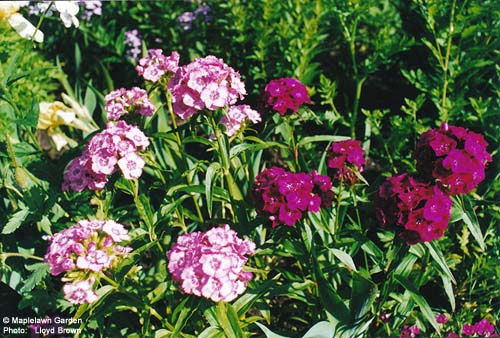 Dianthus barbatus 