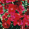 Dianthus deltoides 