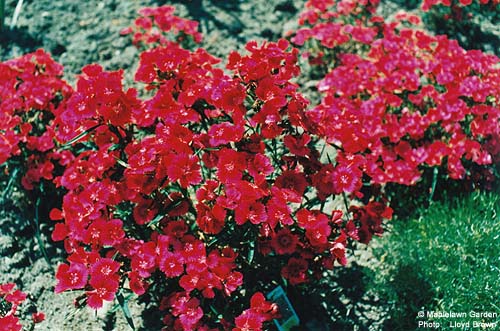 Dianthus deltoides 