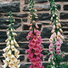 Digitalis purpurea