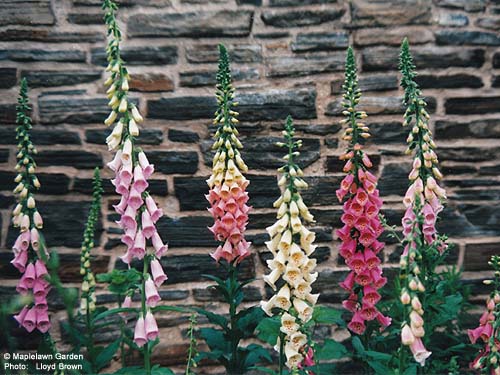 Digitalis purpurea