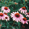 Echinacea purpurea