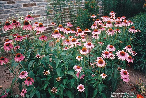 Echinacea purpurea