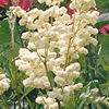 Filipendula vulgaris