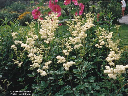 Filipendula vulgaris