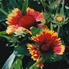 Gaillardia X grandiflora