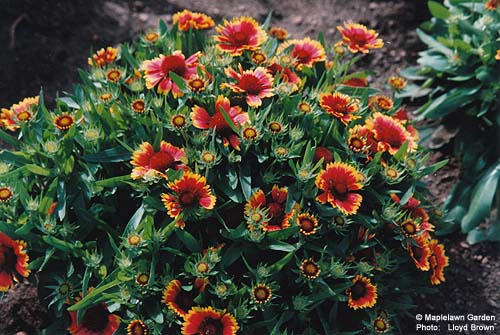 Gaillardia X grandiflora