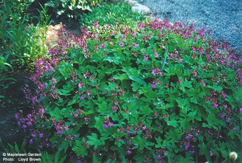 Geranium clarkei 