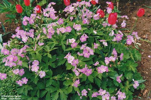 Geranium sangineum