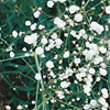 Gypsophila paniculata