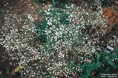 Gypsophila paniculata