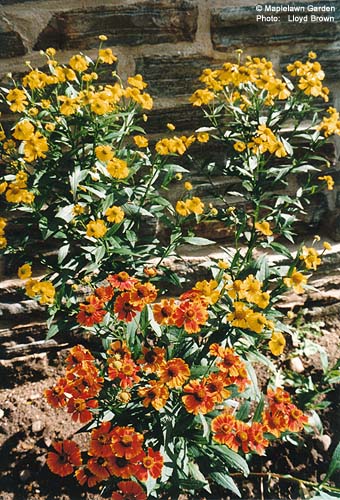 Helenium autumnale