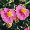 Rock Rose