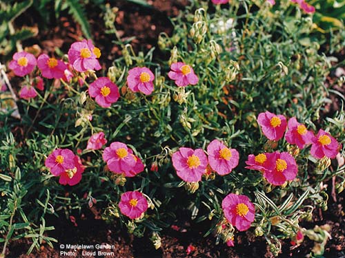 Helianthemum nummularium